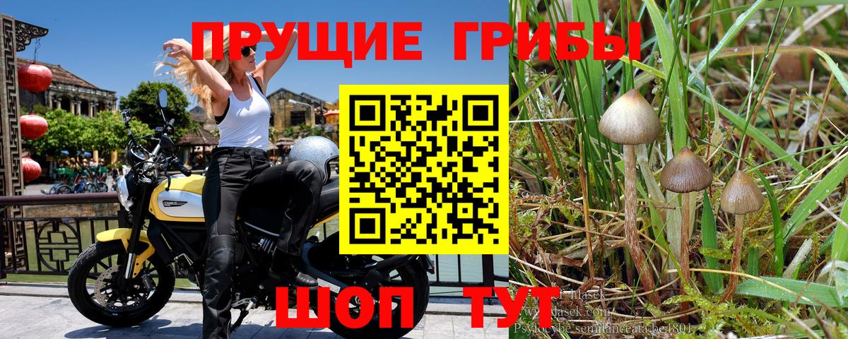 Майкоп  Галлюциногенные грибы Psilocybine cubensis  Вход с VPN 